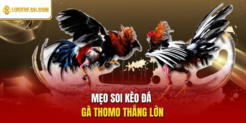 Mẹo soi kèo đá gà Thomo thắng lớn